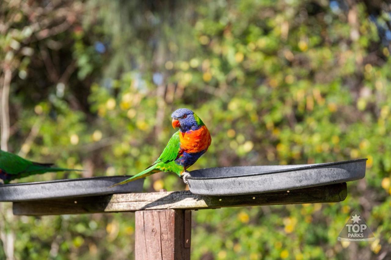 Lorikeet Holiday Park Arrawarra Экстерьер фото